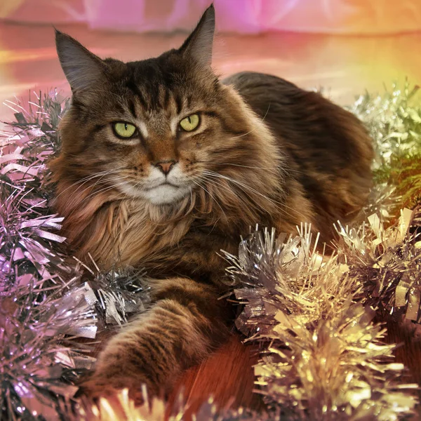 Schöne Braune Maine Coon Katze Der Nähe Von Silvester Lametta — Stockfoto