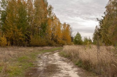 Uzun sarı çimenlerin ve sarı ağaçların arasında bir yolda
