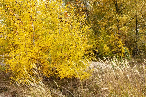 Arbres Automne Jaunes Dans Herbe Sèche Haute — Photo