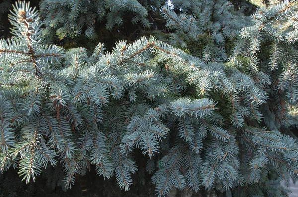 Belles Branches Épinette Avec Aiguilles Vertes Bleues — Photo