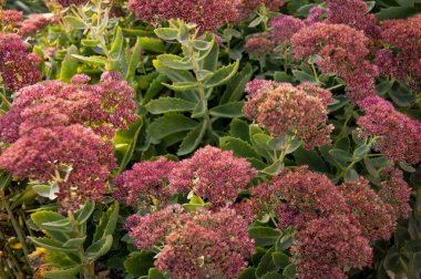 Sonbahar pembe ve kırmızı çiçekler