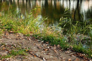 Göletin kenarındaki yeşil sulu çimenler