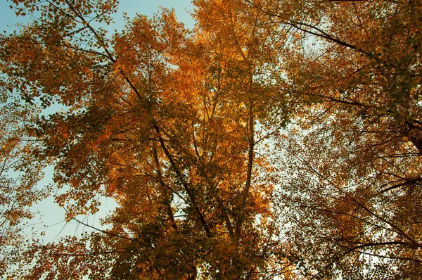 Laranja Folhas Outono Amarelas Uma Árvore Contexto Céu Azul — Fotografia de Stock