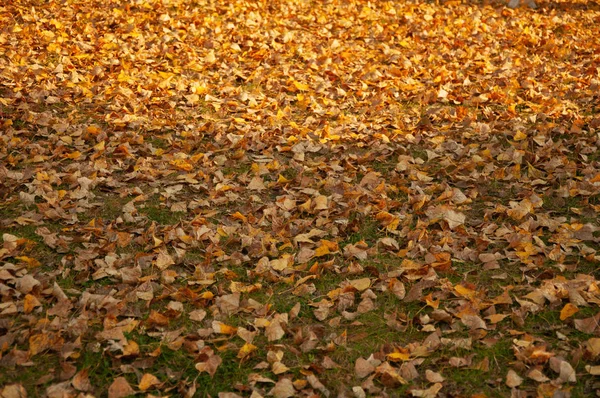 在公园的草地上 橙色的叶子纷纷凋零 秋天的背景 — 图库照片