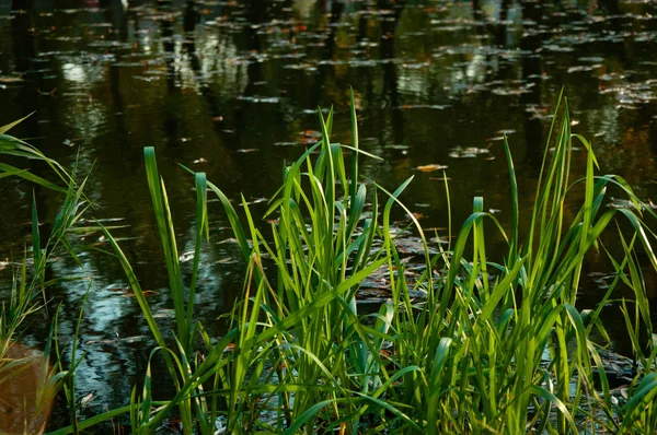 Green Succulent Grass Pond — Stock Photo, Image