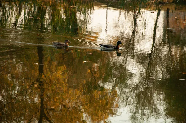 Sonbahar Parkındaki Gölette Vahşi Ördekler — Stok fotoğraf