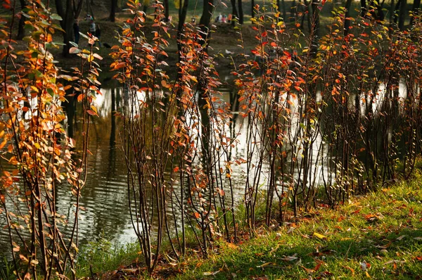 Beautiful Multi Colored Autumn Bushes Pond Park — Stock Photo, Image
