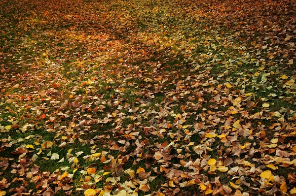 Padlé Žluté Oranžové Listí Trávě Parku Podzimní Pozadí Textura — Stock fotografie