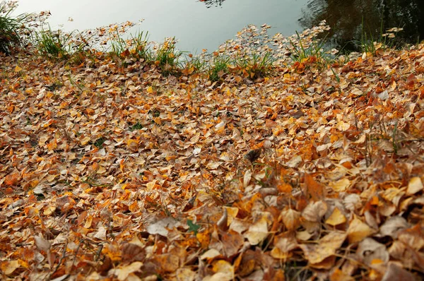 在公园的草地上 橙色的叶子纷纷凋零 秋天的背景 — 图库照片