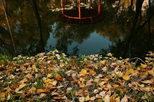 Fallen Yellow Leaves Shore Pond — Stock Photo, Image