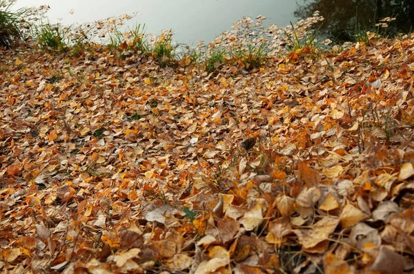 Amarelo Caído Folhas Laranja Grama Parque Outono Fundo Textura — Fotografia de Stock