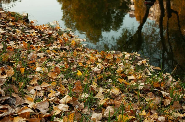 Fallen Yellow Leaves Shore Pond — Stock Photo, Image