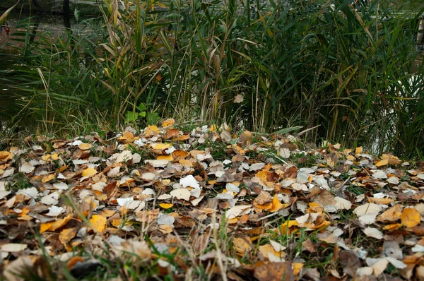 Folhas Amarelas Caídas Margem Lago — Fotografia de Stock