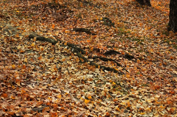 Padlé Žluté Oranžové Listí Trávě Parku Podzimní Pozadí Textura — Stock fotografie