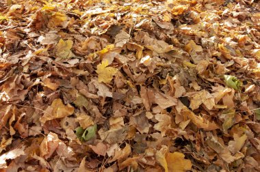 Sararmış, parktaki çimlerin üzerinde portakal yaprakları. Sonbahar arkaplanı, doku.