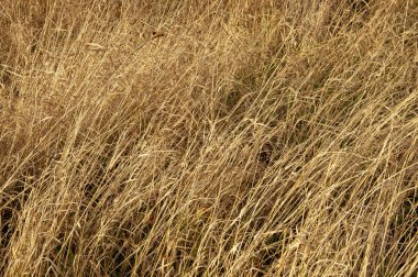 Uzun sarı sonbahar çimenleri yakın planda.
