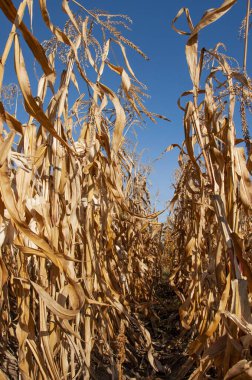 Mavi gökyüzüne karşı kuru mısır
