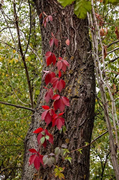 Red Leaves Wild Grapes Tree Bark — Stockfoto