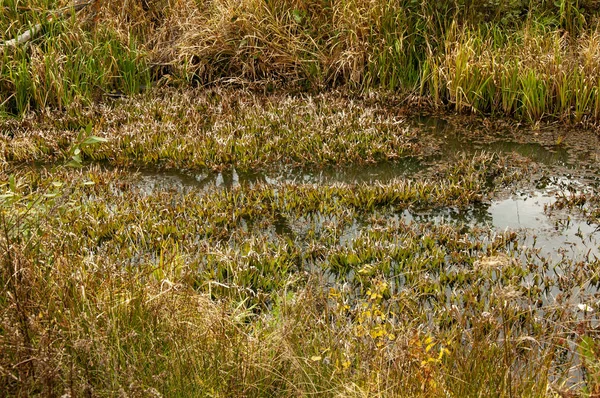 Autumn Grass Swamp — Stock Photo, Image