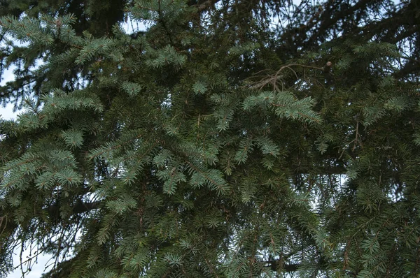 Belles Branches Épinette Avec Aiguilles Vertes Bleues — Photo
