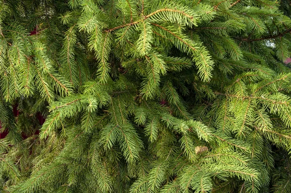 Schöne Fichtenzweige Mit Grünen Nadeln — Stockfoto