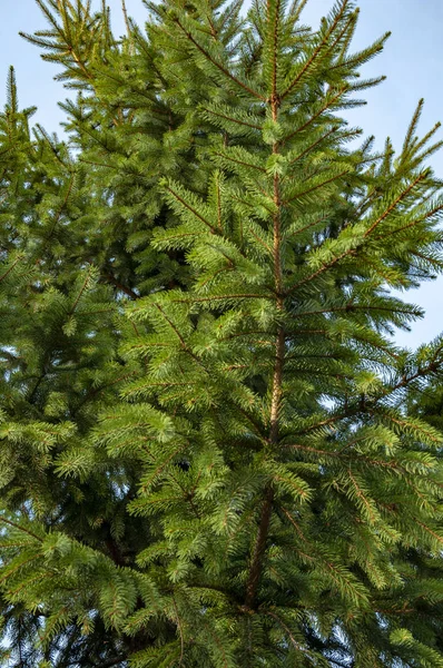 Schöne Fichtenzweige Mit Grünen Nadeln — Stockfoto