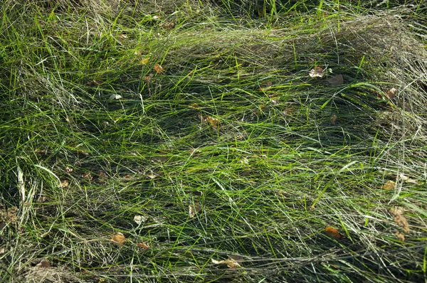 Alta Grama Verde Seca Chão — Fotografia de Stock