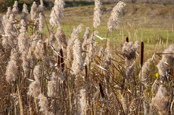 Hierba Otoño Amarilla Alta Primer Plano Del Campo Cañas Marrones — Foto de Stock