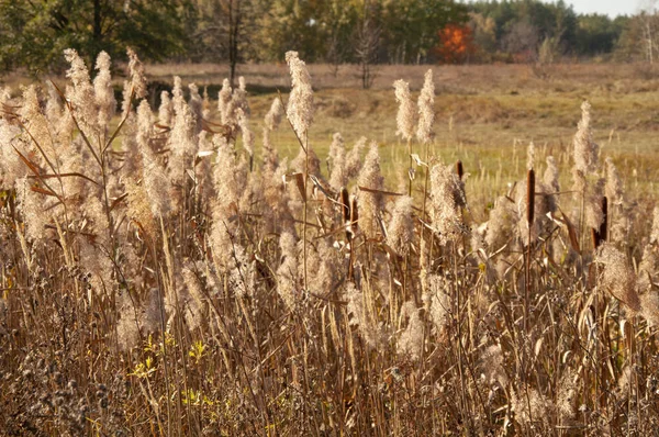 Hohes Gelbes Herbstgras Auf Einem Feld Großaufnahme Braunes Schilf — Stockfoto