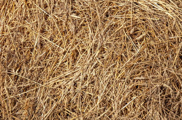 Hay background. Hay in the village closeup texture