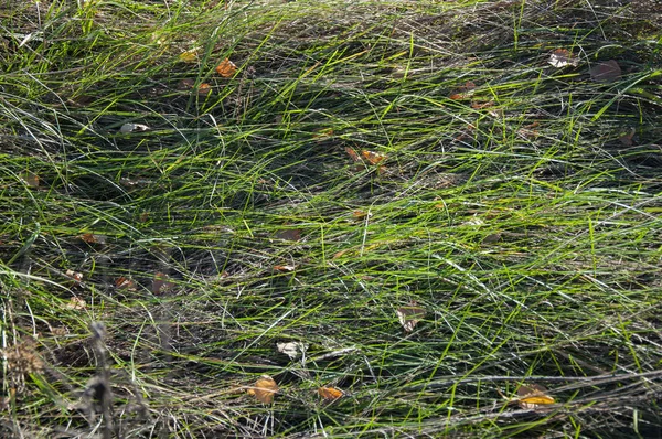 Alta Grama Verde Seca Chão — Fotografia de Stock