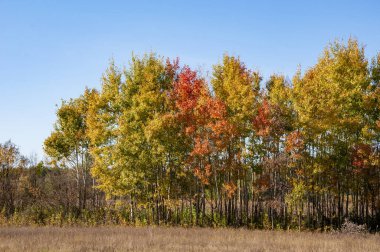 Sonbahar manzarası. Mavi gökyüzüne karşı açık bir alanda renkli yaprakları olan ağaçlar