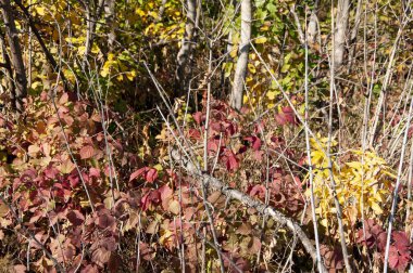 Sonbahar kırmızı böğürtlen yaprakları ve çalıların dalları