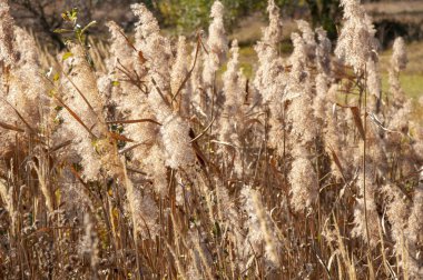 Bir tarlada, uzun sarı sonbahar çimeni. Kahverengi sazlıklar