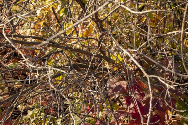Sonbahar kırmızı böğürtlen yaprakları ve çalıların dalları