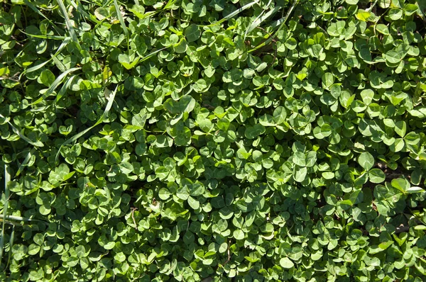 Осенний Зелёный Клевер Травяной Фон — стоковое фото