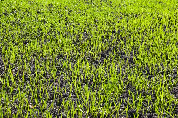 Brotos Verdes Trigo Campo — Fotografia de Stock