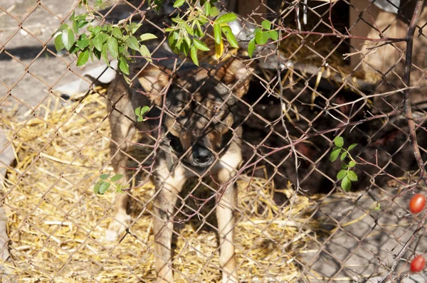 A dog behind an iron net stands
