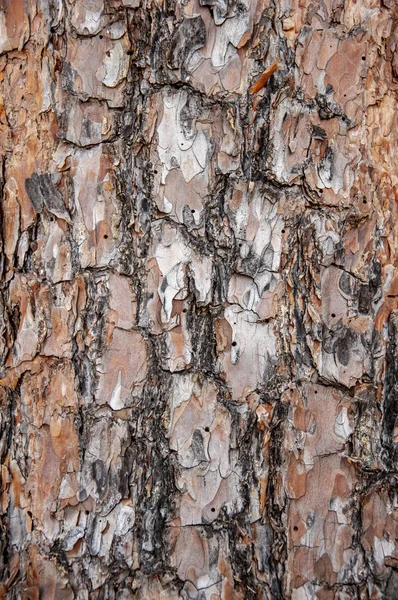 Struttura Della Corteccia Dell Albero Fondo Legno — Foto Stock