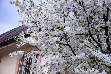 Çiçek açan güzel ağaçlar. Bitmeyen meyve ağaçlarında çiçekler.