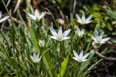 Çimlerin üzerinde küçük güzel beyaz çiçekler yakın plan