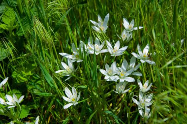 Çimlerin üzerinde küçük güzel beyaz çiçekler yakın plan