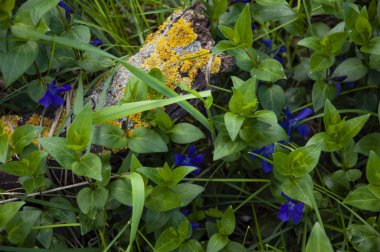 Güzel, küçük mavi çiçekler çimlerin üzerinde.