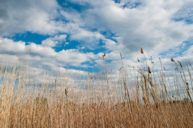 Beyaz bulutlu mavi gökyüzü karşısında kuru sarı uzun otlar.