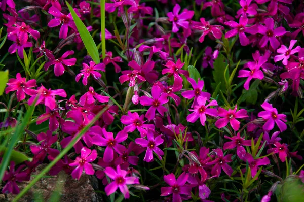 Güzel, küçük, pembe çiçekler yakın plan