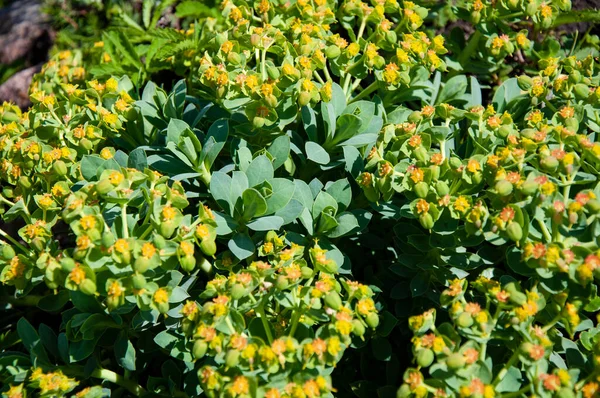 Flores Amarillas Planta Verde Mediodía Soleado —  Fotos de Stock