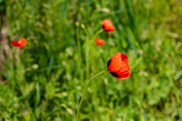 Coquelicots Sauvages Rouges Dans Herbe Verte Haute — Photo