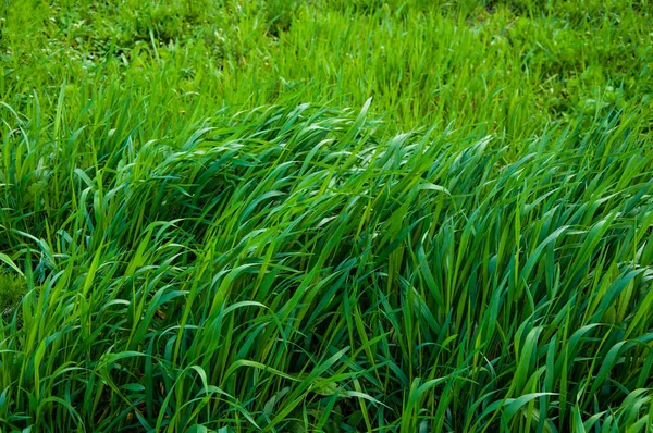 高大而明亮的绿草 草的质地 — 图库照片