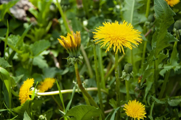 Schöne Gelbe Löwenzahne Frühlingshaften Grünen Gras — Stockfoto