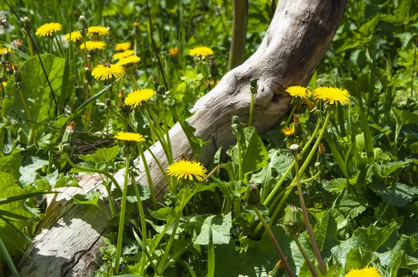 Schöne Gelbe Löwenzahne Frühlingshaften Grünen Gras — Stockfoto